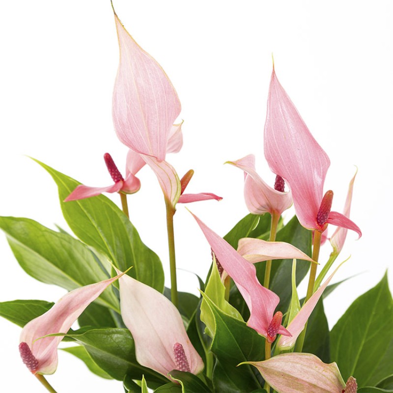 Pastel Pembe Anhurium LiLi