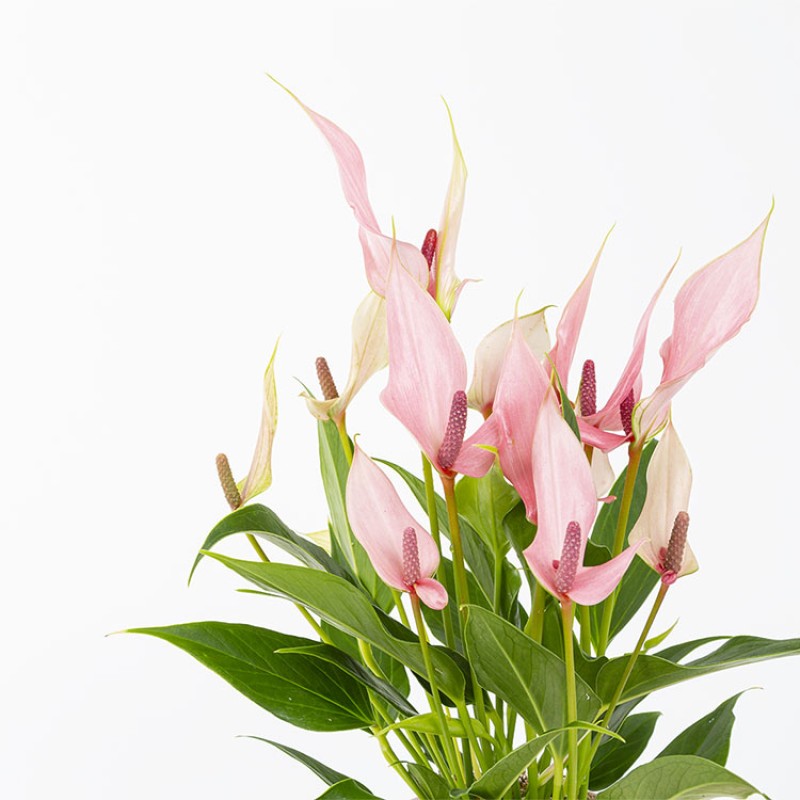 Pastel Pembe Anhurium LiLi