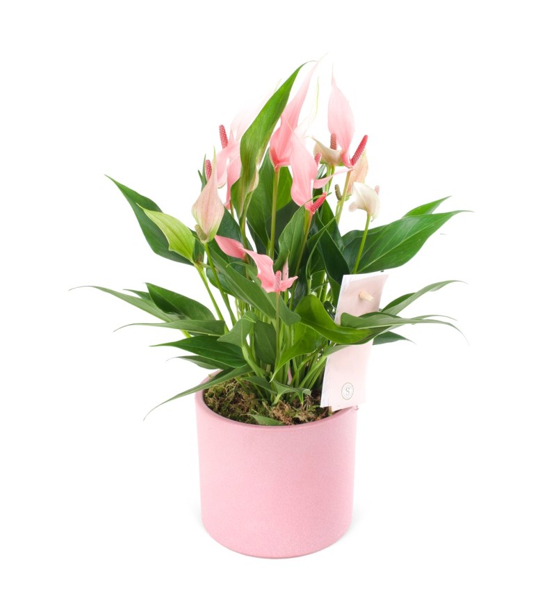 Pastel Pembe Anhurium LiLi