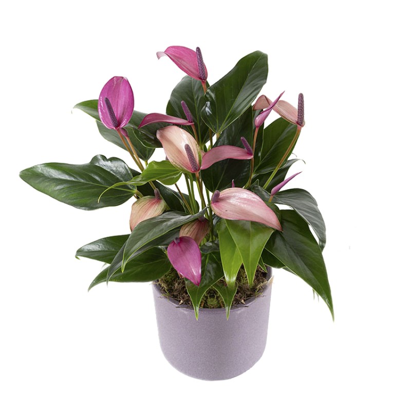 Anthurium Zizou
