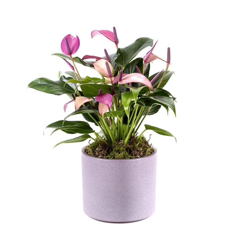 Anthurium Zizou