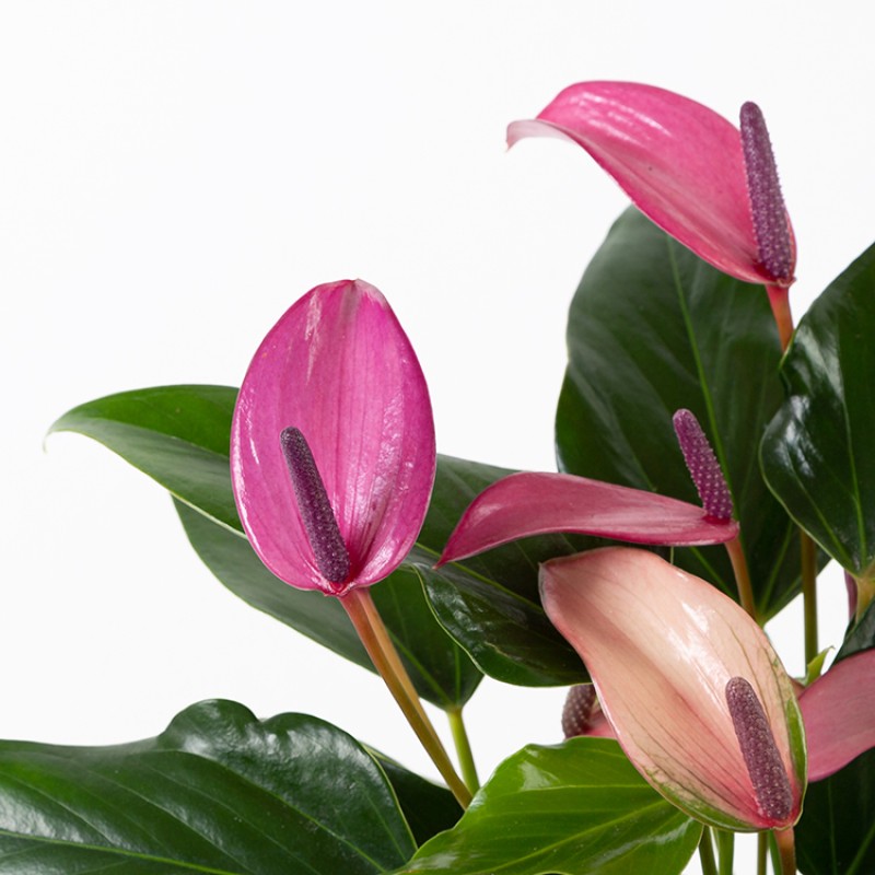 Anthurium Zizou