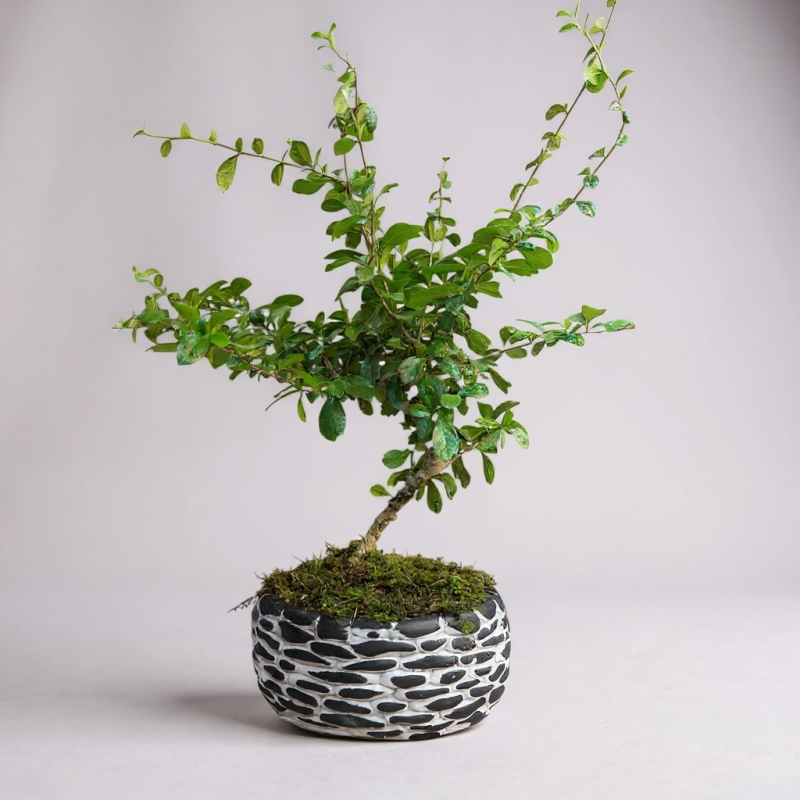 Özel Seramikte Bonsai Ağacı (Ficus Microcarpa)