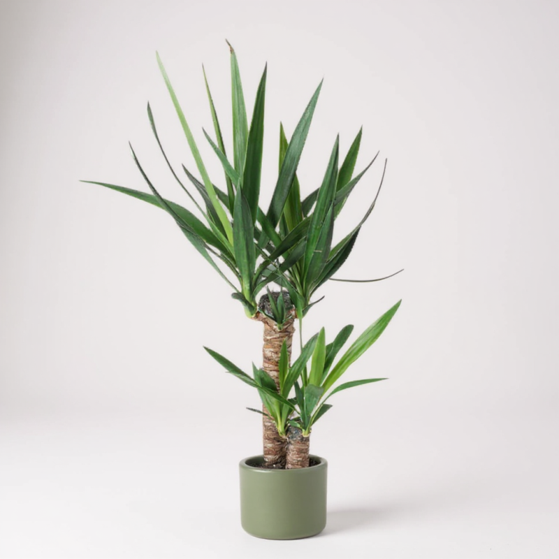 Yucca Elephantipes – Yukka Bitkisi 2'li 100 X 120 Cm