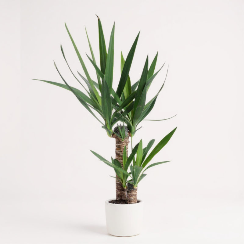 Yucca Elephantipes – Yukka Bitkisi 2'li 100 X 120 Cm
