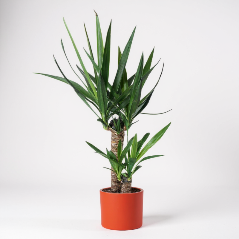 Yucca Elephantipes – Yukka Bitkisi 2'li 100 X 120 Cm