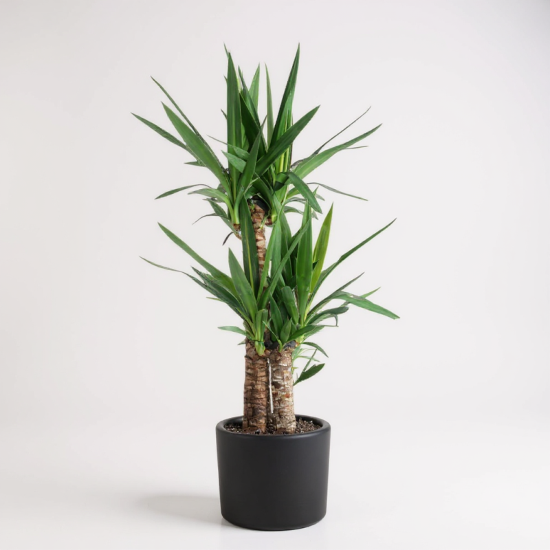 Yucca Palmiyesi – 3 Gövdeli VIP (Büyük Boy) 110 X 130 Cm