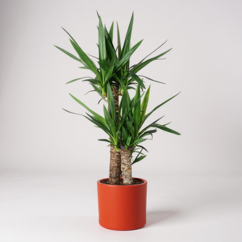 Yucca Palmiyesi – 3 Gövdeli VIP (Büyük Boy) 110 X 130 Cm