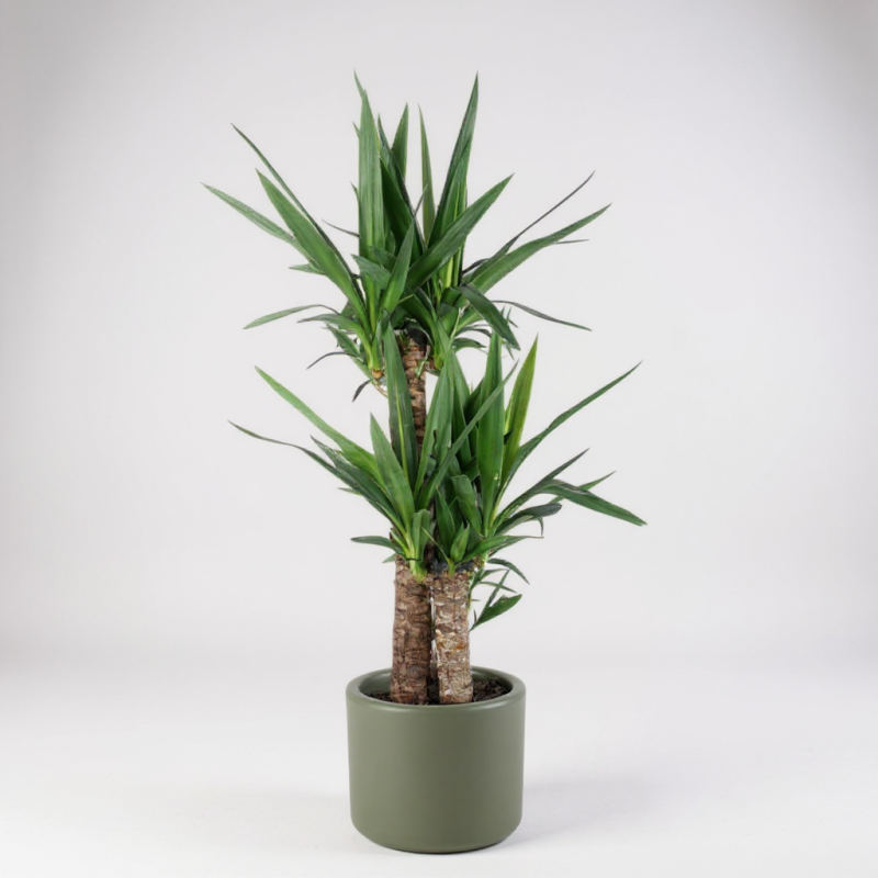 Yucca Palmiyesi – 3 Gövdeli VIP (Büyük Boy) 110 X 130 Cm