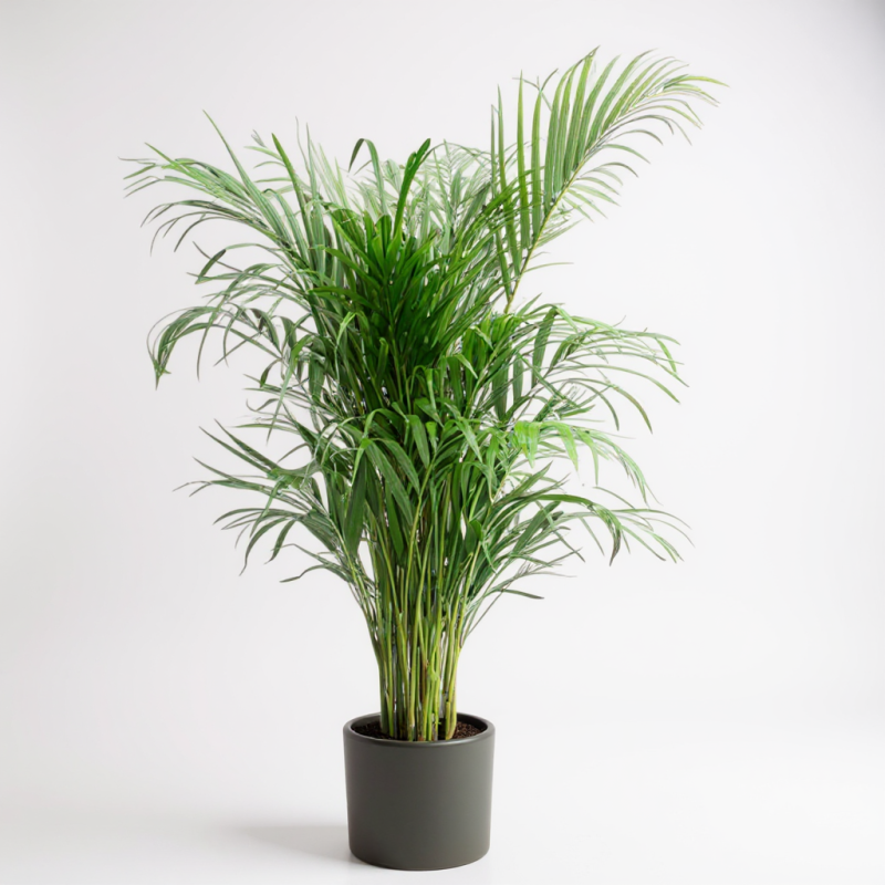 Areca Palmiyesi – Hava Temizleyici Salon Bitkisi 90 X 110 Cm