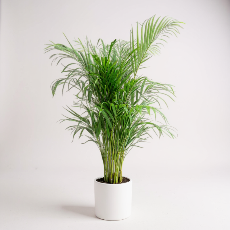Areca Palmiyesi – Hava Temizleyici Salon Bitkisi 90 X 110 Cm
