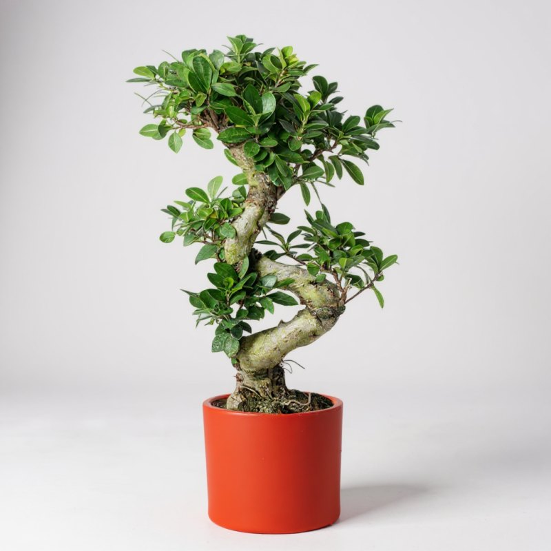 Ficus Ginseng S Bonsai – Zarafetin ve Gücün Simgesi