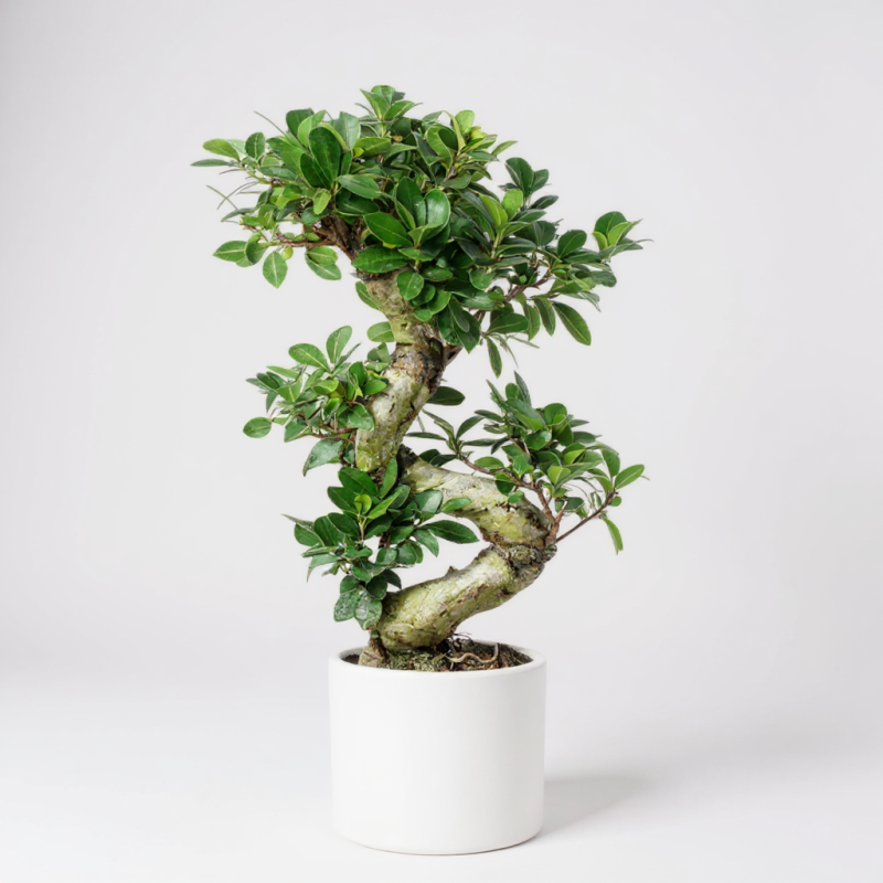 Ficus Ginseng S Bonsai – Zarafetin ve Gücün Simgesi