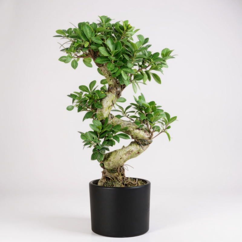 Ficus Ginseng S Bonsai – Zarafetin ve Gücün Simgesi
