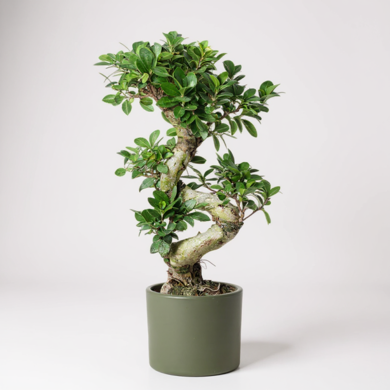 Ficus Ginseng S Bonsai – Zarafetin ve Gücün Simgesi