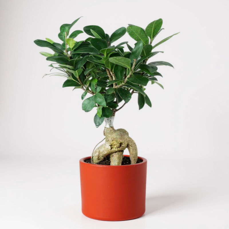 Mini Ginseng Bonsai – Doğanın En Zarif Formu