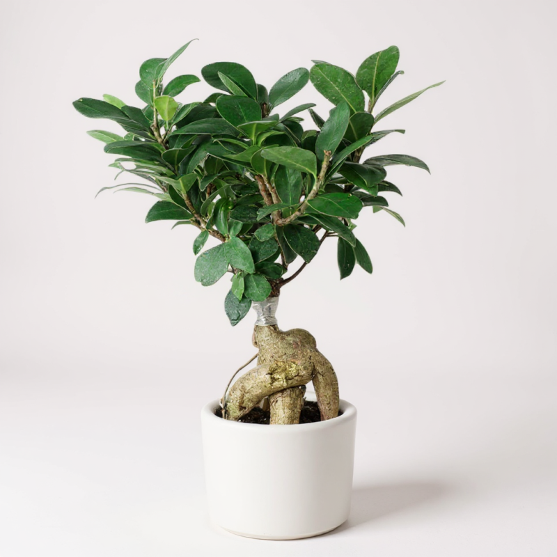 Mini Ginseng Bonsai – Doğanın En Zarif Formu