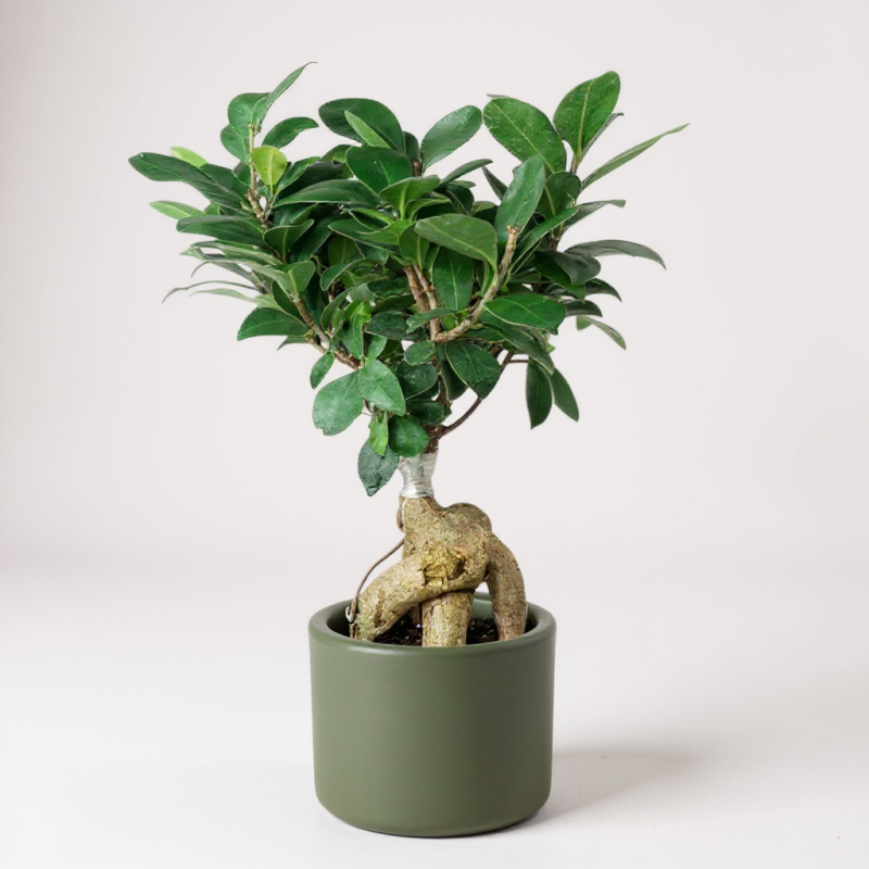 Mini Ginseng Bonsai – Doğanın En Zarif Formu