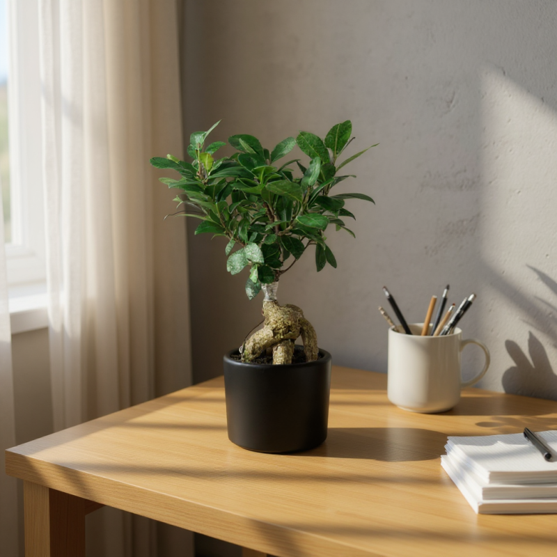 Mini Ginseng Bonsai – Doğanın En Zarif Formu