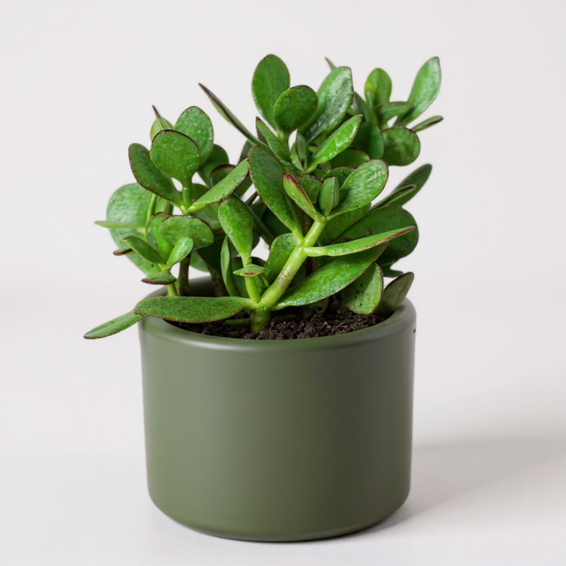 Crassula Ovata (Para Ağacı) – Şans ve Bereket Bitkisi