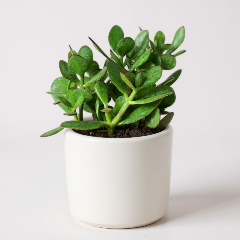 Crassula Ovata (Para Ağacı) – Şans ve Bereket Bitkisi