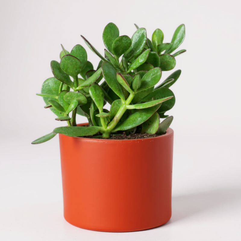Crassula Ovata (Para Ağacı) – Şans ve Bereket Bitkisi