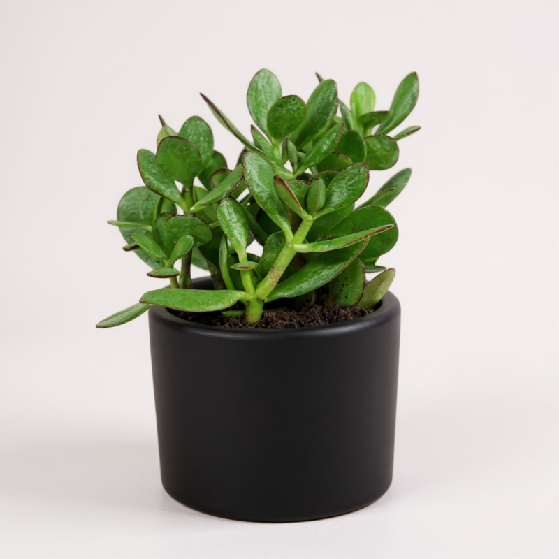Crassula Ovata (Para Ağacı) – Şans ve Bereket Bitkisi