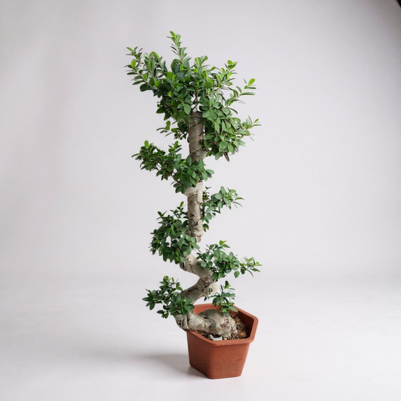 Ficus Ginseng Bonsai 150 Cm Premium Form