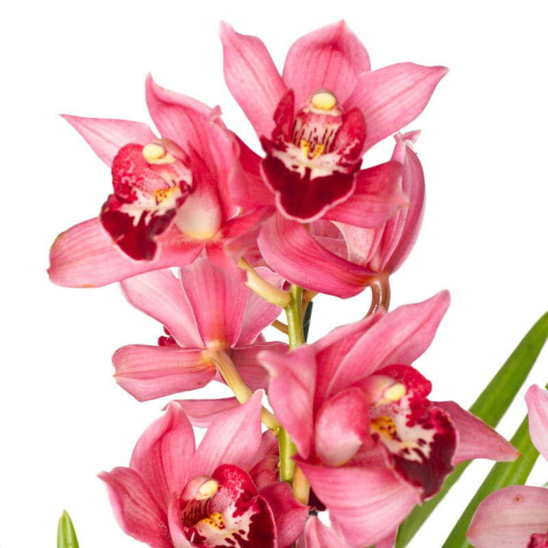 Pembe Cymbidium Orkide