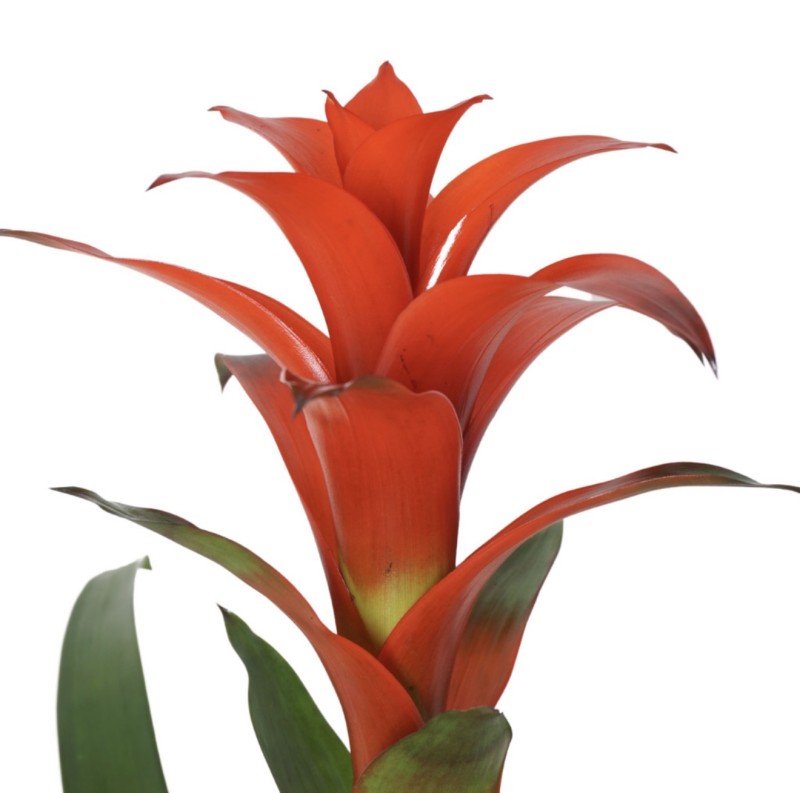 Guzmania (Ateş Çiçeği) Kırmızı Yıldız